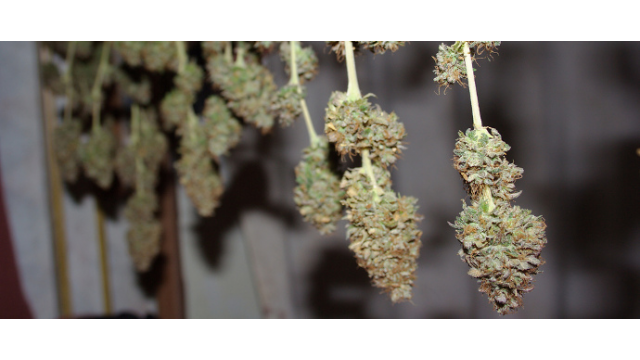 ¿Como secar y curar marihuana?